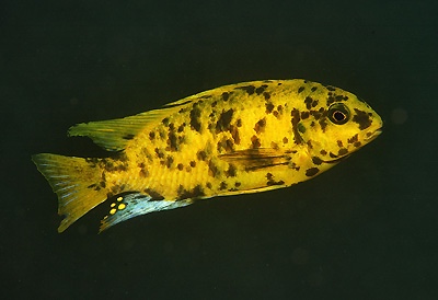 Tropheops sp. 'orange chest' Zimbawe Rock